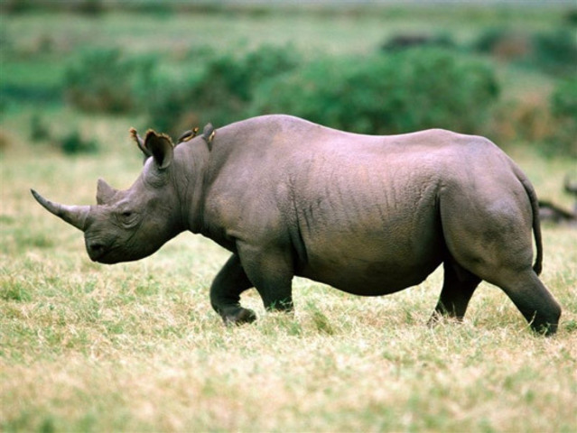 Black rhino