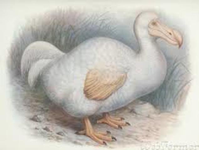 DODO