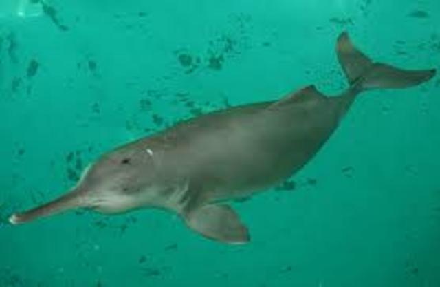 Chinese river dolphin