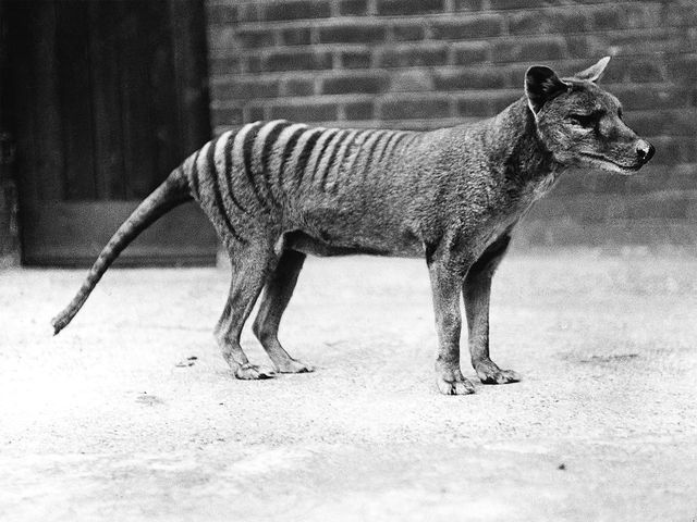 Tasmanian tiger