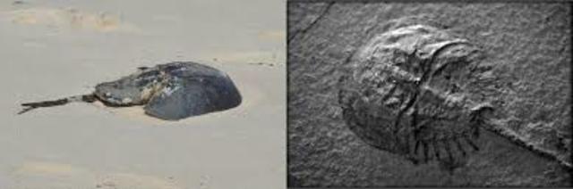 Phanerozoic eon: Paleozoic era 542million years ago-251 million years ago