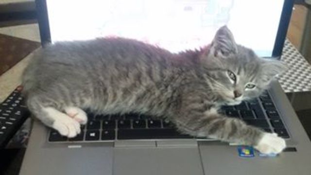 Sain endale kassi Pätu