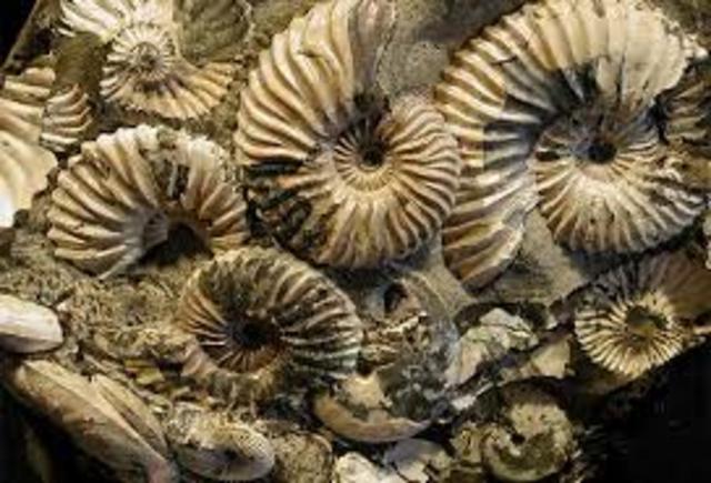 Paleozoic Era:  Permian Period 299 to 251 million years ago