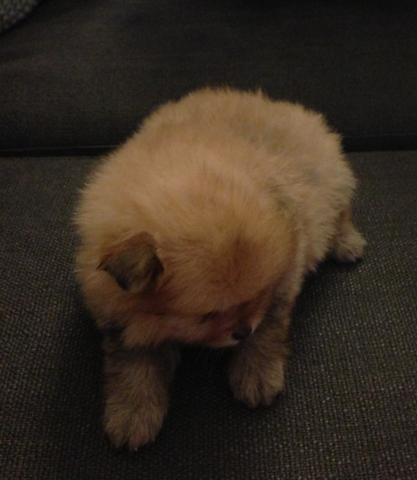 My family bought me a dog