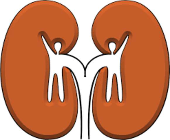 Primer transplante de riñon