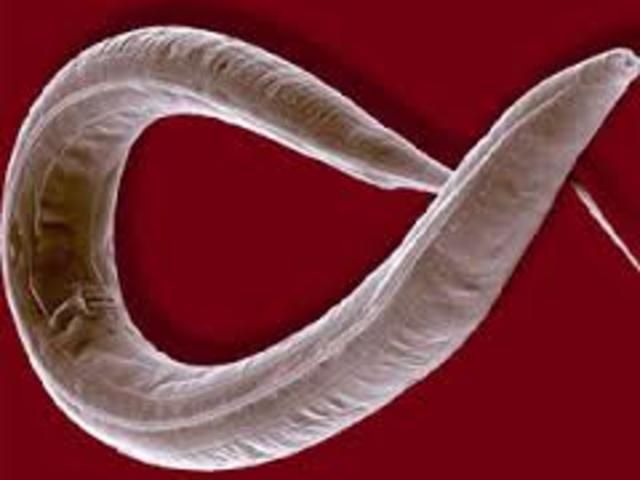 premio nobel Sydney Brenner y Robert Horvitz y al inglés John Sulston por los estudiosrealizados en el gusano Caenorhabditis elegans