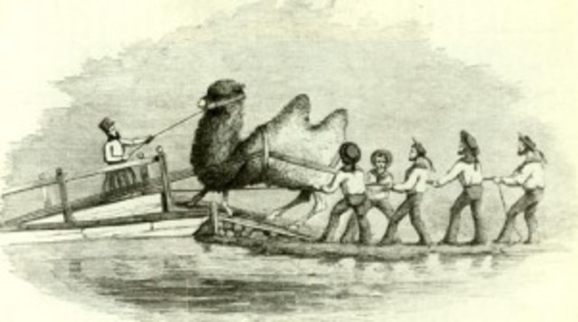 Camels in New Mexico