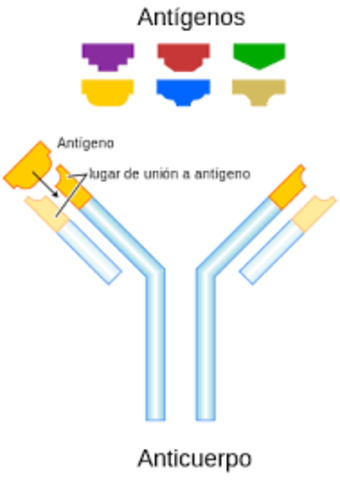 Niels Jeme red idiotipo-antigeno