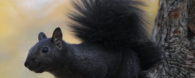 Black Squirrels come to campus!