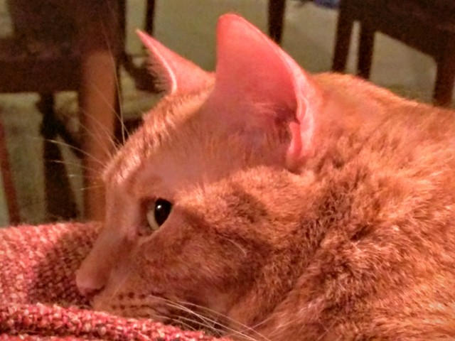 Conseguí mi gata Clementine