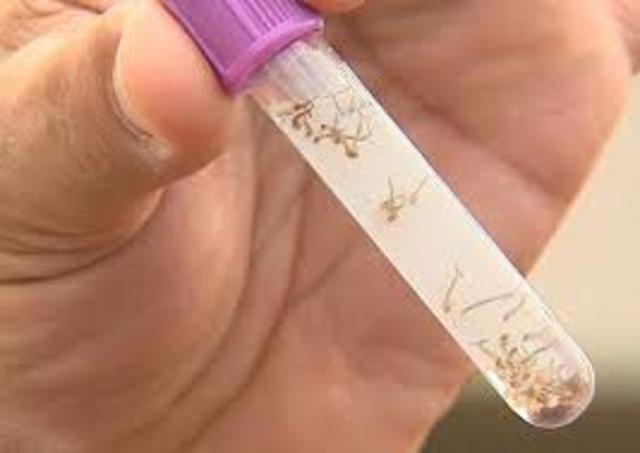 Como ocorre a transmissão?