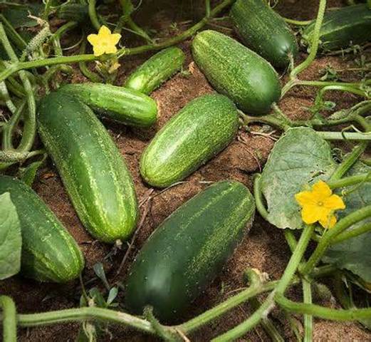 Cucumbers ready for pickeling