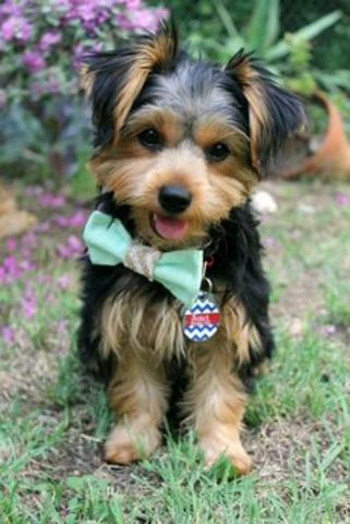 when i found a  lost yorke !!