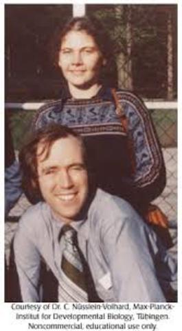 Fruit fly development