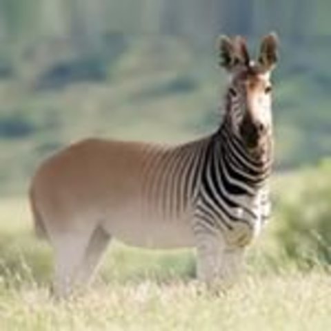 Quagga