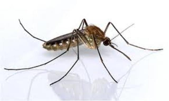 PODE INFECTAR MOSQUITO COMUM