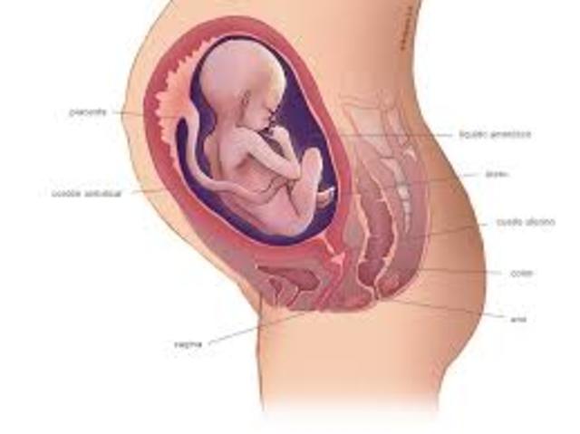 Treinta y una Semanas