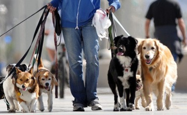 Dino is ein hundesitter.