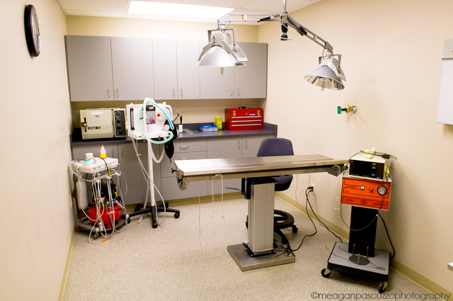 Dino nimmt Benno zum Tierarzt