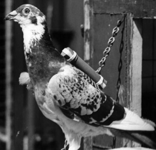 Recorded with homing pigeons