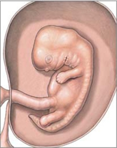 creciendo segundo mes