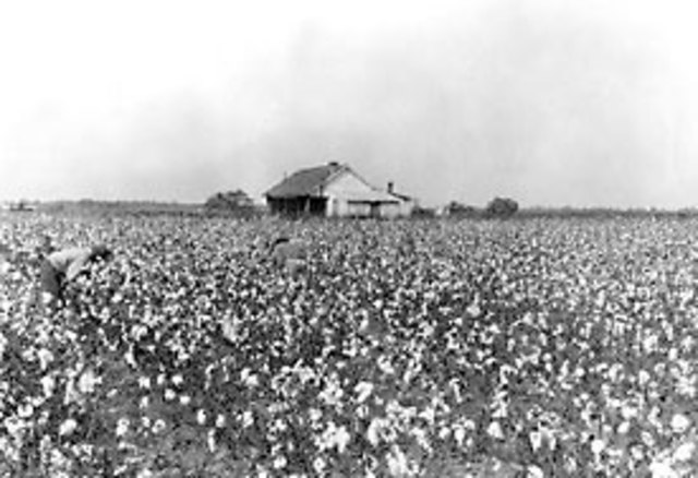 Overproduction of Cotton