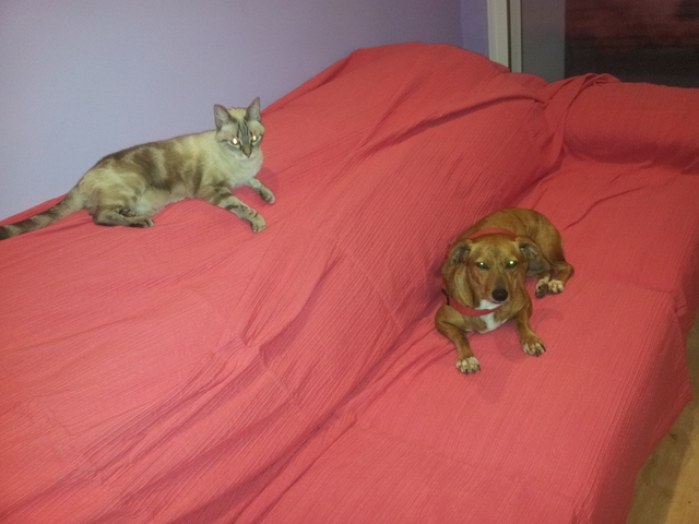 NINA i Pili. Integració progressiva.