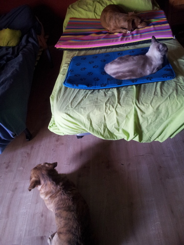 Canvi de residència. Instal.lació de tots en el nou habitatge.