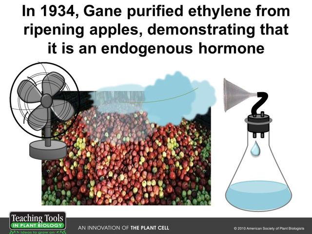 Richard Gane provides conclusive evidence that plants biosynthesize ethylene