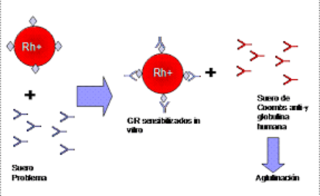 robin r , a coombs r,r race y e mourant  crean la prueba de antiglobulina para la determinacion de anticuerpos anti rh