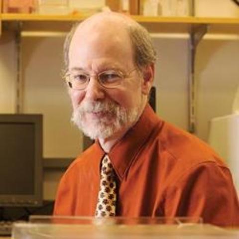 Robert Horvitz publishes on programmed cell death: apoptosis