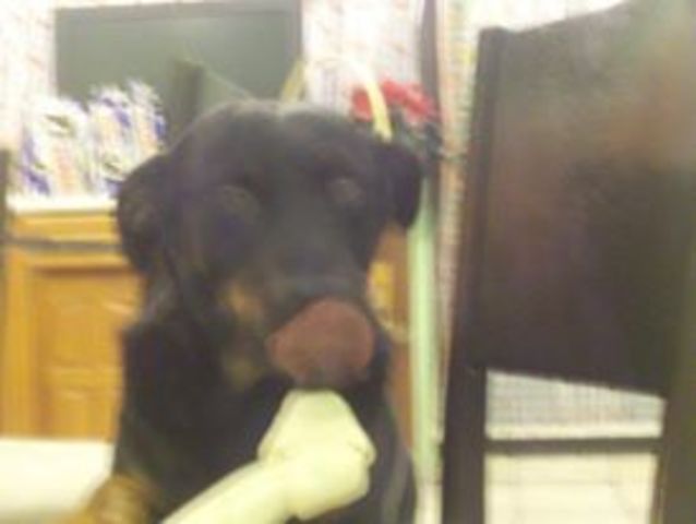 Tuve mi Primer Mascota