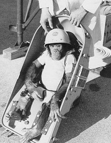 Chimp in Space