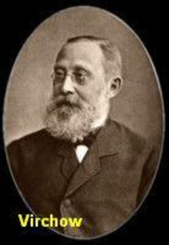 De donde provienen las celulas?