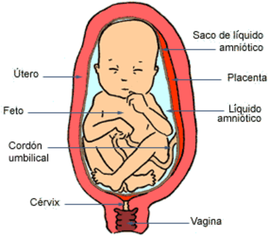 septimo mes de embarazo