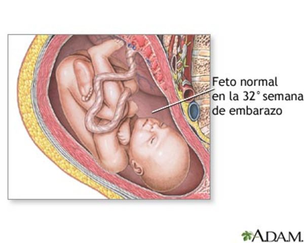 octavo mes de embarazo . a un paso de ver el mundo