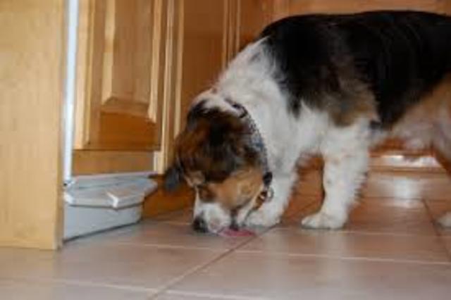 Benno leckte irgendetwas auf dem Boden