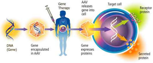First time gene therapy is used on humans.