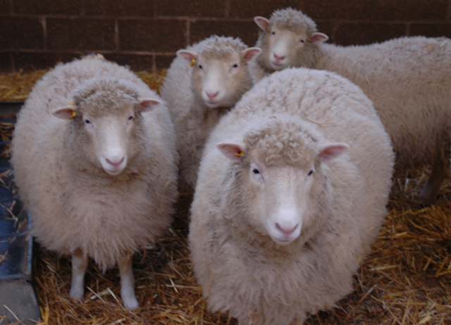 Dolly the sheep was cloned for the first time