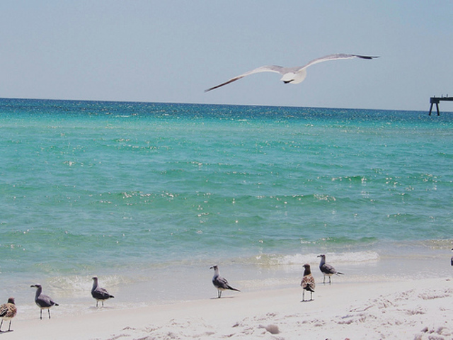 Report of BP Oil Spill Long-term Impacts