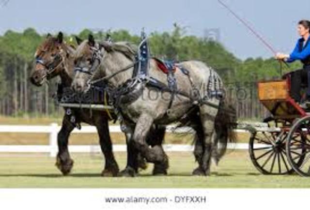 the four-wheeled horse and cow