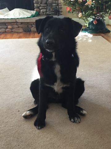 Mi familia y yo obtuvimos un perro.