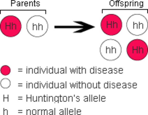 First Disease Gene Mapped