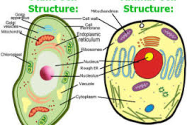 Human Cells vs Animal Cells