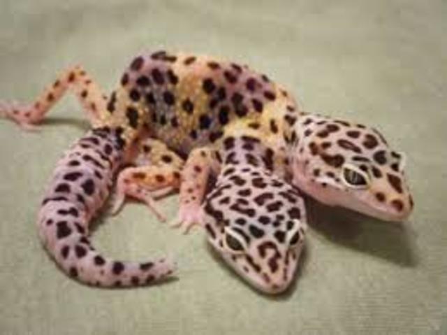 Yo obtuve dos geckos