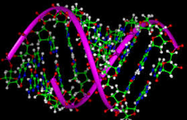 human genome project
