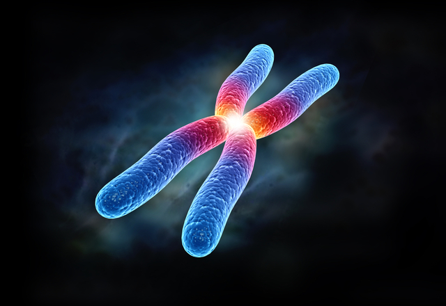 First human chromose is decoded