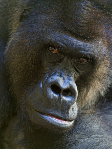 Erwin Chargaff discovers that DNA composition is species specific