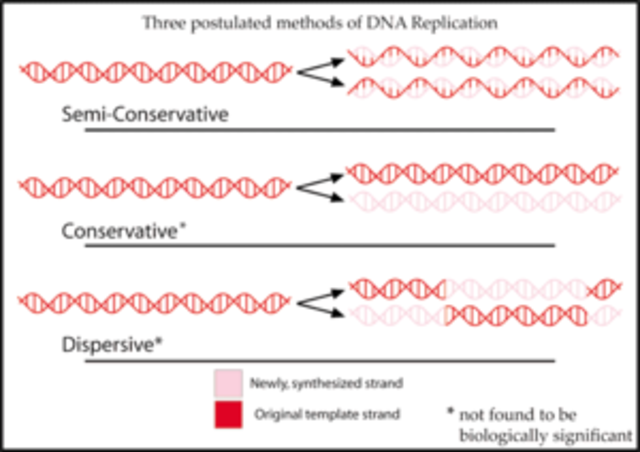 The meselson stahl experiment