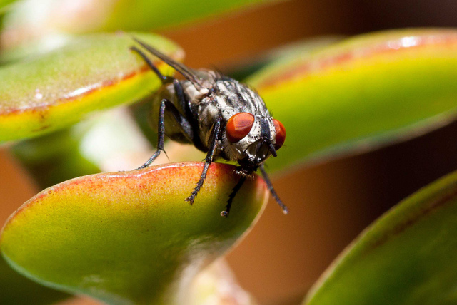 Genetic code of the fruit fly is decoded